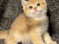 Anne Baba Şecereli Safkan Golden British Shorthair Erkek