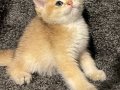 Anne Baba Şecereli Safkan Golden British Shorthair Erkek