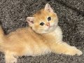 Anne Baba Şecereli Safkan Golden British Shorthair Erkek