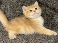 Anne Baba Şecereli Safkan Golden British Shorthair Erkek