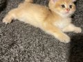 Anne Baba Şecereli Safkan Golden British Shorthair Erkek