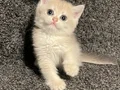 Anne Baba Şecereli Safkan British Shorthair AY12