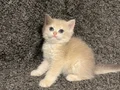 Anne Baba Şecereli Safkan British Shorthair AY12