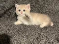 Anne Baba Şecereli Safkan British Shorthair AY12