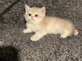 Anne Baba Şecereli Safkan British Shorthair AY12