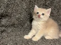 Anne Baba Şecereli Safkan British Shorthair AY12