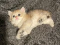 Anne Baba Şecereli Safkan British Longhair Golden Dişi 