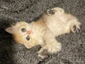 Anne Baba Şecereli Safkan British Longhair Golden Dişi 