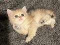 Anne Baba Şecereli Safkan British Longhair Golden Dişi 