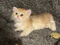 Anne Baba Şecereli Safkan British Longhair Golden Dişi 