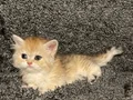 Anne Baba Şecereli Safkan British Longhair Golden Dişi 