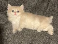 Anne Baba Şecereli Safkan British Longhair AY12 