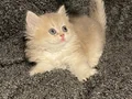 Anne Baba Şecereli Safkan British Longhair AY12 