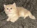 Anne Baba Şecereli Safkan British Longhair AY12 