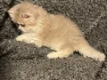 Anne Baba Şecereli Safkan British Longhair AY12 