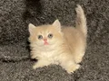 Anne Baba Şecereli Safkan British Longhair AY12 
