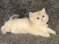Anne Baba Şecereli Blue Golden AY12 Safkan British Erkek