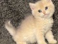 Anne Baba Şecereli Blue Golden AY12 Safkan British Erkek