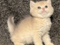 Anne Baba Şecereli Blue Golden AY12 Safkan British Erkek
