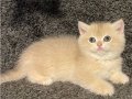 Anne Baba Şecereli Blue Golden AY12 British Dişi