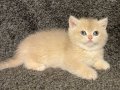 Anne Baba Şecereli Blue Golden AY12 British Dişi