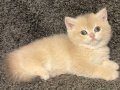Anne Baba Şecereli Blue Golden AY12 British Dişi