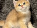 Anne Baba Şecereli Golden Safkan British Shorthair Erkek 