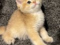 Anne Baba Şecereli Golden Safkan British Shorthair Erkek 