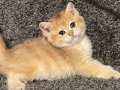 Anne Baba Şecereli Golden Safkan British Shorthair Erkek 