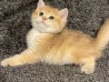 Anne Baba Şecereli Golden Safkan British Shorthair Erkek 