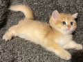 Anne Baba Şecereli Golden Safkan British Shorthair Erkek 
