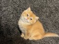 Anne Baba Şecereli Safkan golden NY12  British Shorthair 