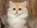 Anne baba Şecereli Golden NY12 British Longhair Dişi