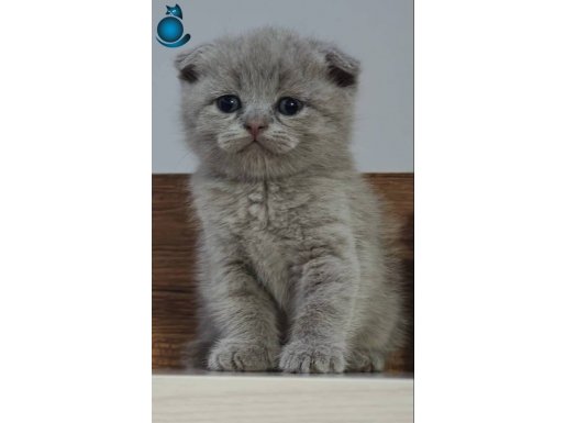 Safkan british lilac bebekler 