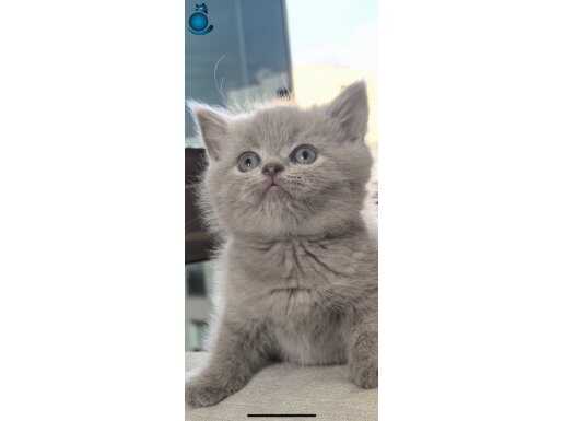 Tatlı bebeklerimiz sahiplenmeye hazır 