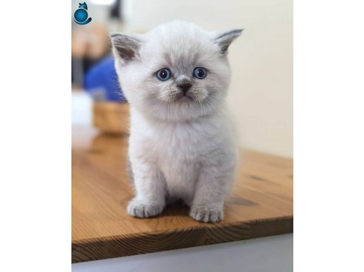 Show kalite yavrular 