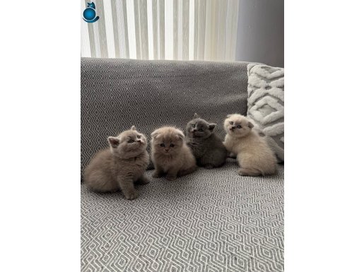Tatlı bebeklerimiz sahiplenmeye hazır 