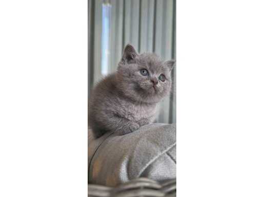 Büyüleyici güzellikteki Lilac renk british shorthair 