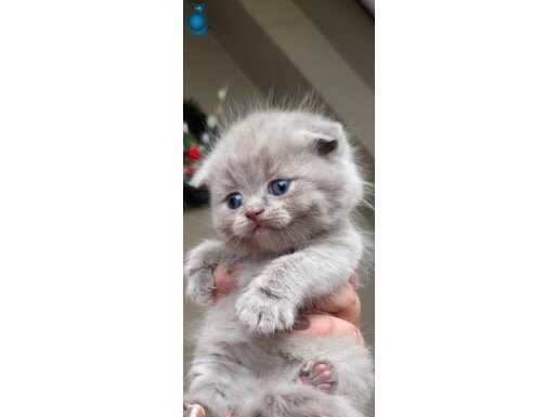 Ayıcık surat Show kalite british bebekler 