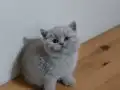 Ayıcık Surat Bebekler 