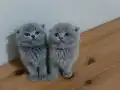 Ayıcık Surat Bebekler 