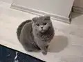 Dişi ücretsiz sahiplendirilecek 