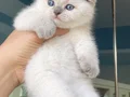 Bluepoint ayıcık yüzlü bebek 