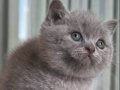 Büyüleyici güzellikteki Lilac renk british shorthair 