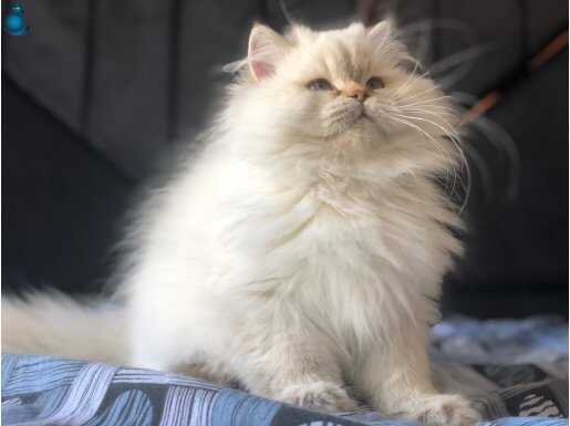 British Longhair Secereli kediler