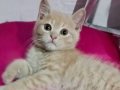 British shorthair  bebek