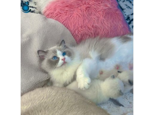 ANNE ALTINDAN SAFKAN RAGDOLL YAVRU KEDİLER