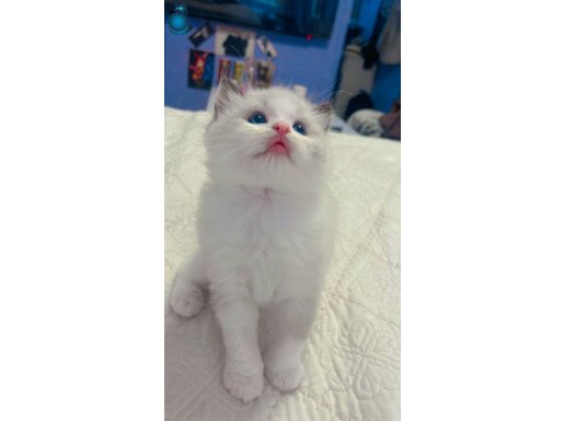 Anne Altından Safkan Ragdolll Yavru Kediler