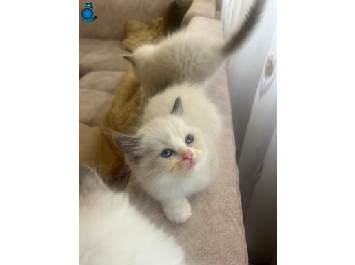 Anne altından Safkan Ragdoll Yavruları