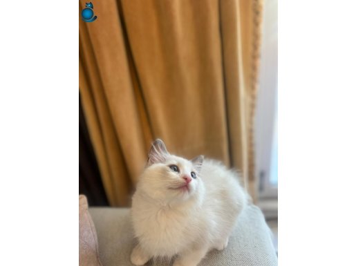 Anne Altından Safkan Ragdoll Yavrular